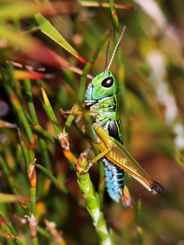 Chameleon Grasshopper (Kosciuscola tristis)